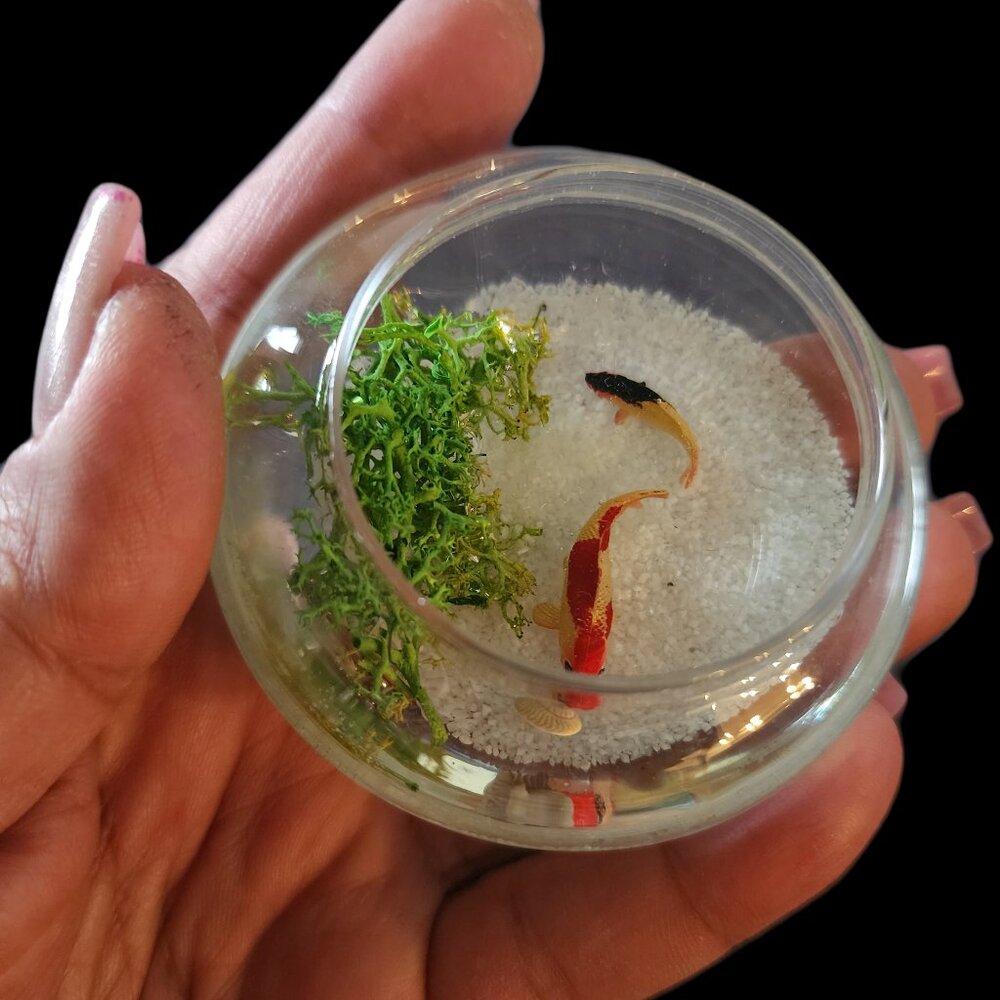 3dfishes inthe resin epoxy